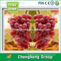 Ruby Grape fruit from China